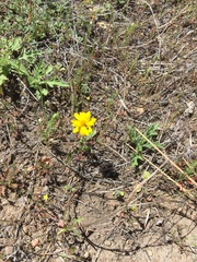 Pentachaeta aurea aurea