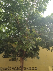 Millettia