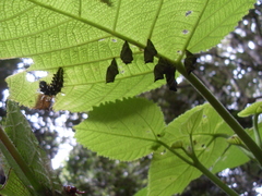 Dendrocnide cordifolia