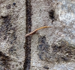 Cnemaspis mysoriensis