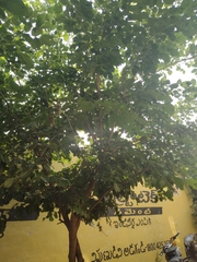 Millettia
