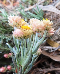 Achyranthemum