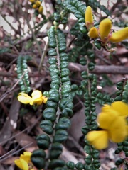 Bossiaea foliosa
