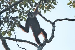 Hylobates lar lar