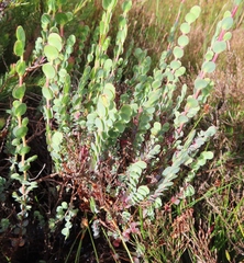 Cliffortia phyllanthoides