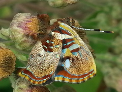 Anteros carausius carausius