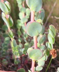 Cliffortia phyllanthoides