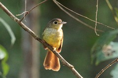 Tricholestes criniger