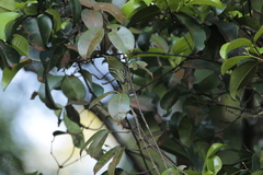 Aegithina viridissima