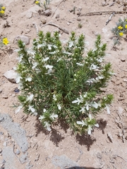 Teucrium laciniatum