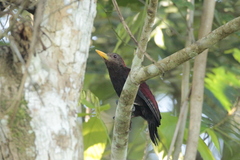 Blythipicus rubiginosus