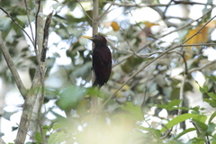 Blythipicus rubiginosus