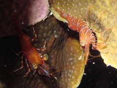 Rhynchocinetes conspiciocellus