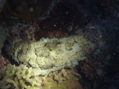 Stichopus