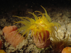 Cladopsammia gracilis