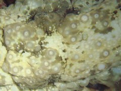 Stichopus