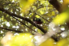 Eurylaimus javanicus