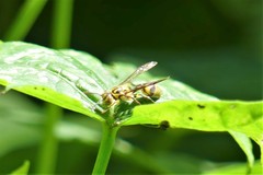 Ropalidia ornaticeps