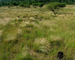 Aristida junciformis