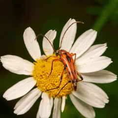 Stenurella septempunctata