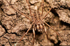 Zachaeus