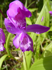 Bletilla