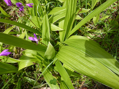 Bletilla