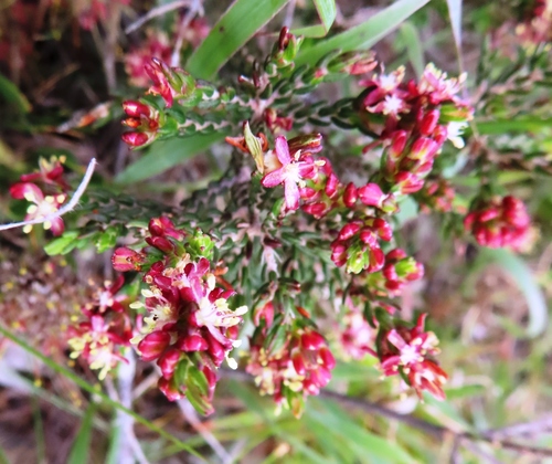 Image of Passerina rubra by (c) linkie, some rights reserved (CC BY)