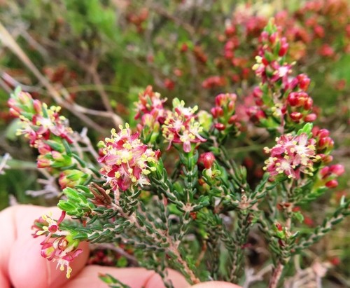 Image of Passerina rubra by (c) linkie, some rights reserved (CC BY)