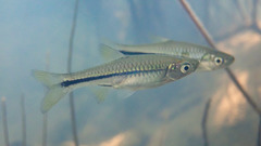 Rasbora steineri