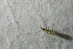 Ilisia maculata