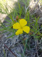 Calylophus