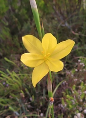Moraea lewisiae