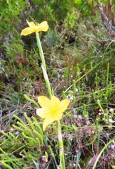 Moraea lewisiae