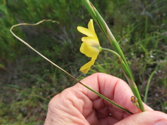 Moraea lewisiae