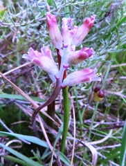 Lachenalia salteri