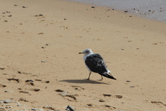 Larus michahellis