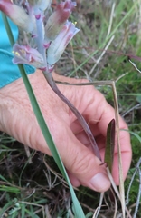 Lachenalia salteri