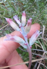 Lachenalia salteri