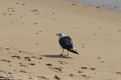 Larus michahellis