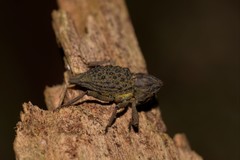 Poropterus ellipticus