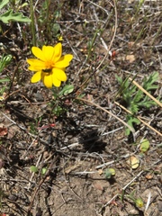 Pentachaeta aurea aurea