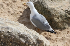 Larus michahellis