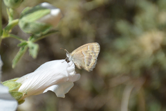 Coenonympha saadi