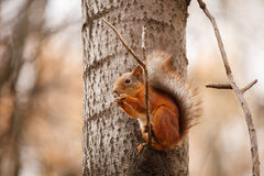 Sciurus vulgaris