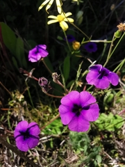 Monopsis debilis debilis