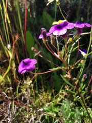 Monopsis debilis debilis