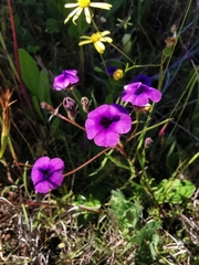 Monopsis debilis debilis