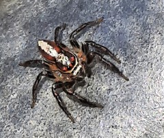 Cytaea alburna