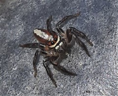 Cytaea alburna